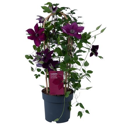 Clematis Garland Red