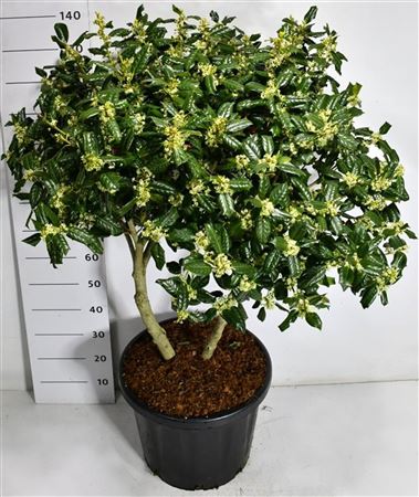 Ilex Nellie R. Stevens