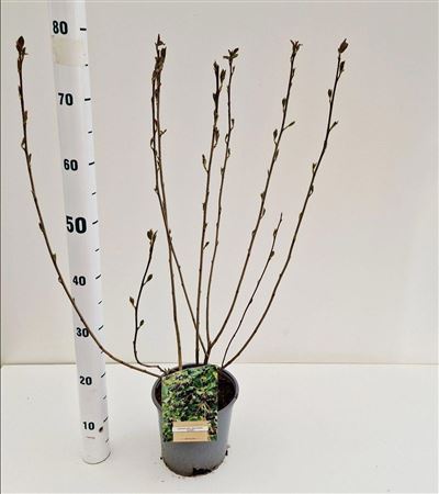 Aronia Melanocarpa Hugin