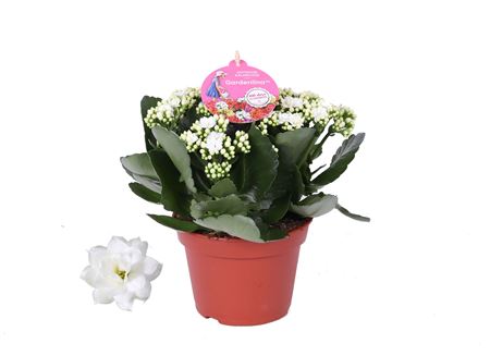 Kal White Gardenlina