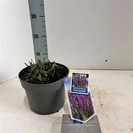 Salvia Nem Ostfriesland