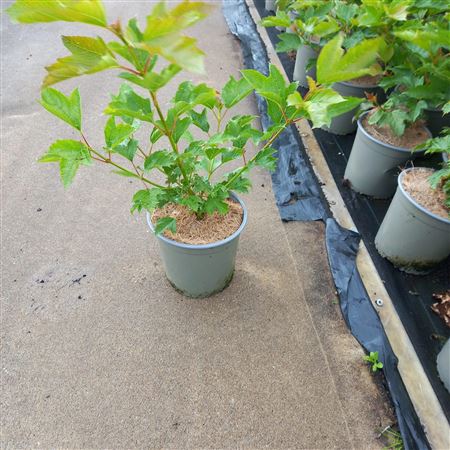 Viburnum Opulus Compactum