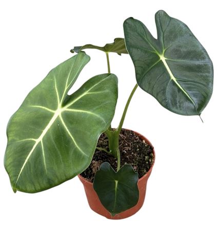 Alocasia Micholitziana Round Type