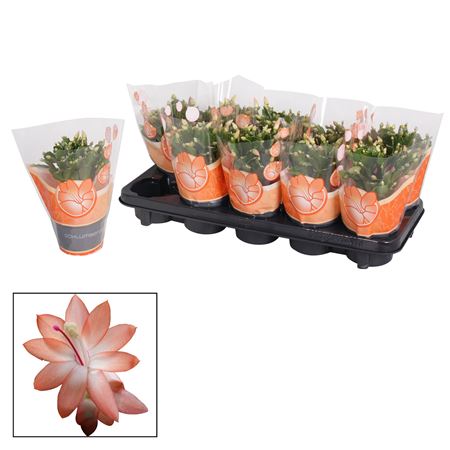 Schlumbergera Orange (christa)