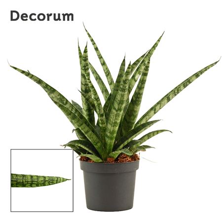 Sansevieria Silver Steel Decorum)