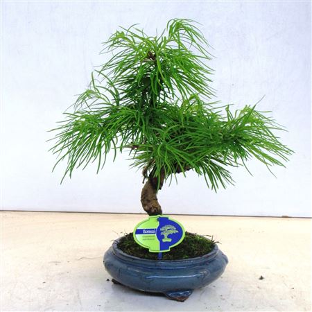 Bonsai Pseudolarix Amabilis Without