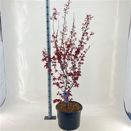 Acer Palm Skeeters Broom