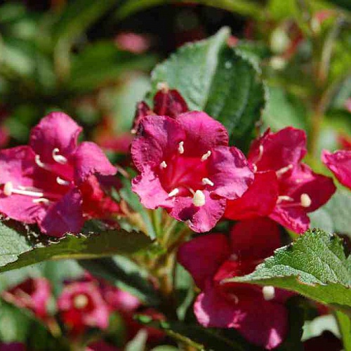 Вейгела Бристол Руби в тубе