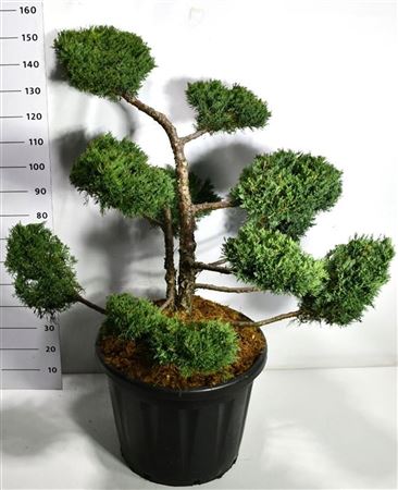 Juniperus Pfitz Compacta