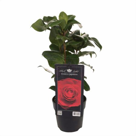 Камелия японская красная