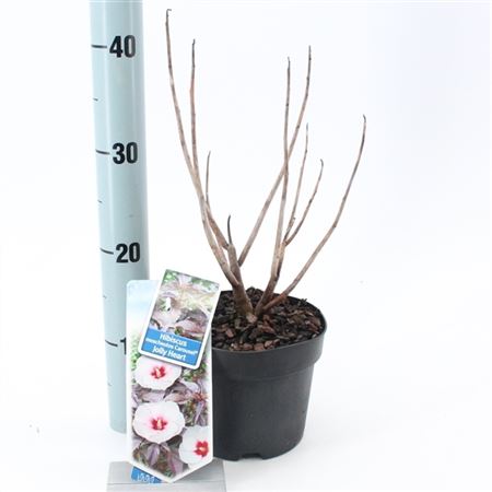 Гибискус Карусель Весёлое Сердце