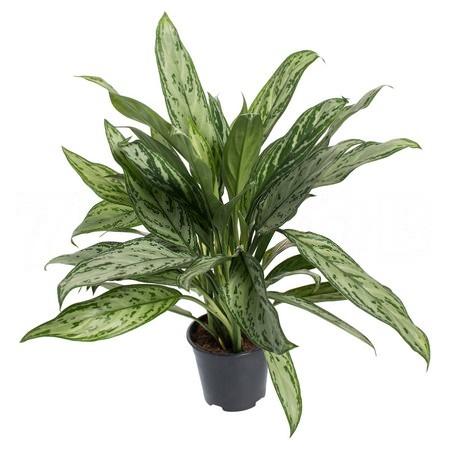 Аглаонема Сильвер Куин