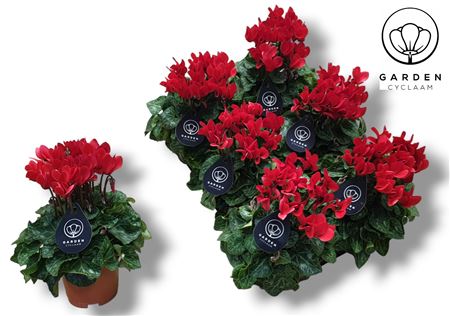Cyclamen Garden Red