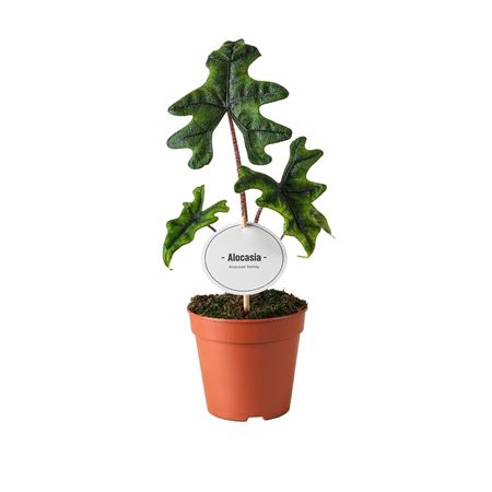 Alocasia Jacklyn