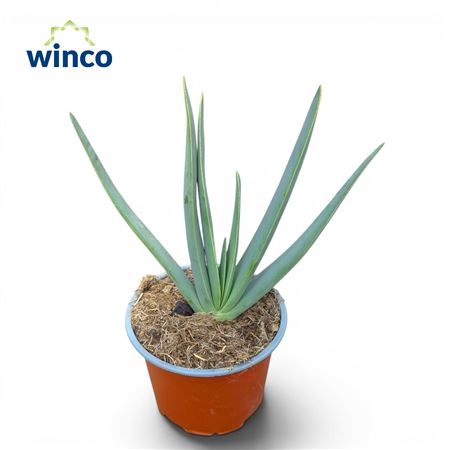 Aloe Plicatilis