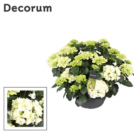 Hydrangea Ma White 25+ (decorum)