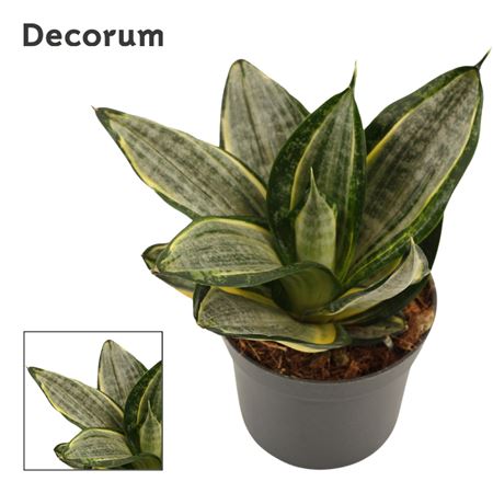 Sansevieria Hahnii Silver Zebra (dec)