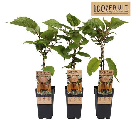 Actinidia Deliciosa Hayward Female
