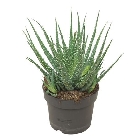 Aloë Humilis 8,5 Cm