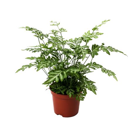 Pteris Ensiformis Evergemiensis