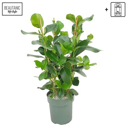 Clusia Green Magic 3pp