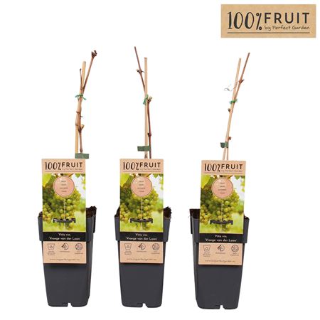 Vitis Vin Vroege Van Der Laan