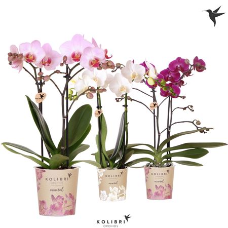 Phal 2st White, Pink And Violet 22+ (ok)