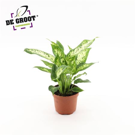 Dieffenbachia Compacta