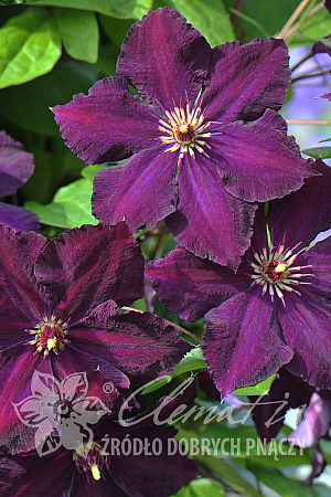 Клематис гибридный Грюнвальд