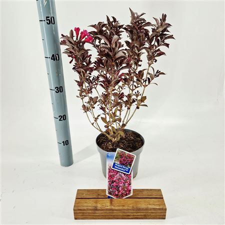 Weigela Florida Alexandra