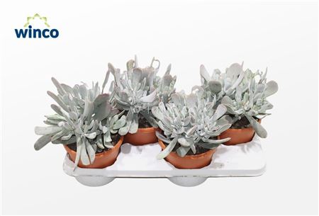 Cotyledon Orbiculata Hybride