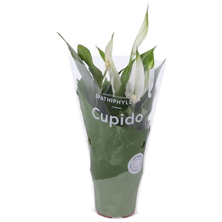 Spath Cupido Cupido Hoes