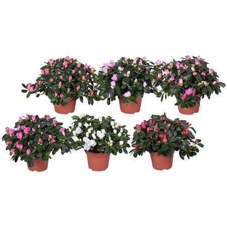 Azalea Vogel Mix
