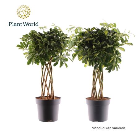 Schefflera Tube Mix