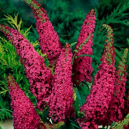 Буддлея давида Роял Ред