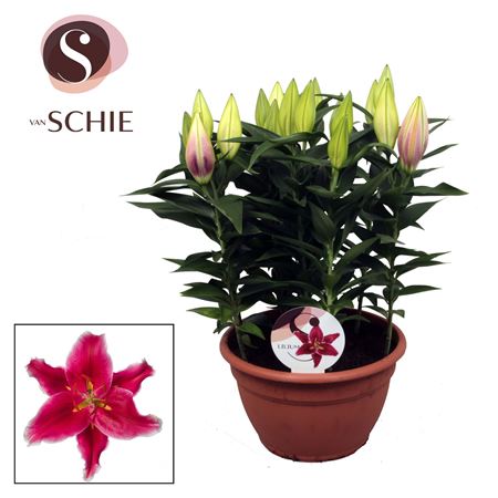 Lilium Or Starlight Express 9pp