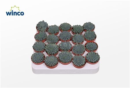 Echeveria Rundelli