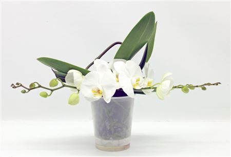 Phal 2st Table White (phalaenova)