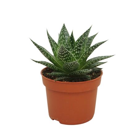 Gasteria Durban 10,5 Cm