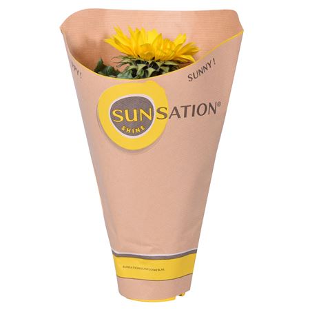 Helianthus In Sunsation Sleeve
