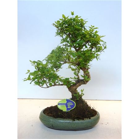 Bonsai Ligustrum Sinensis, Without Drip.