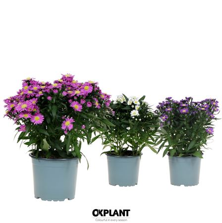 Aster Mix