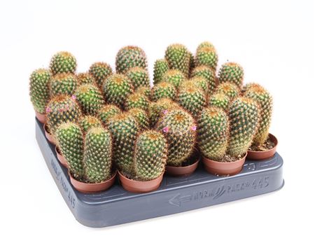 Cactus Mammillaria Colombiana