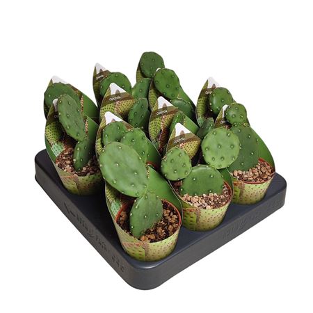 Opuntia Humifusa Potcover