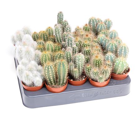 Cactus Zuil Mix Double