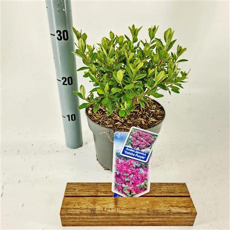Rhododendron (aj) Geisha Purple