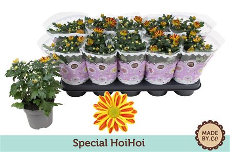 Chrys Special Hoihoi