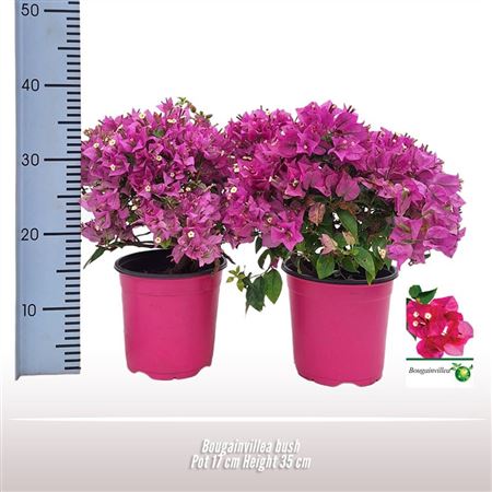 Bougainvillea Bush