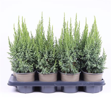 Juniperus Pingii Loderi