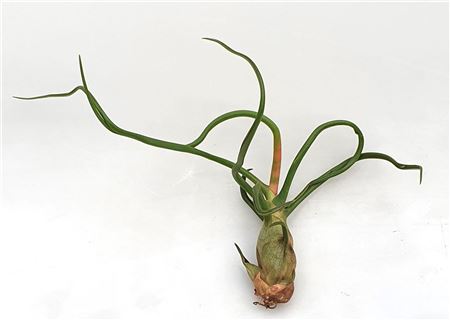 Tillandsia Bulbosa